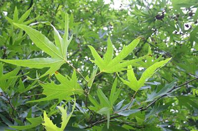 Platanus orientalis